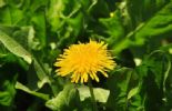 Dandelion Extract  